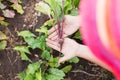 Young beetroot plant in farmerÃ¢â¬â¢s hands